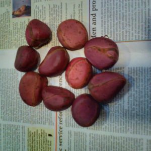 kola nut (Obi abata)