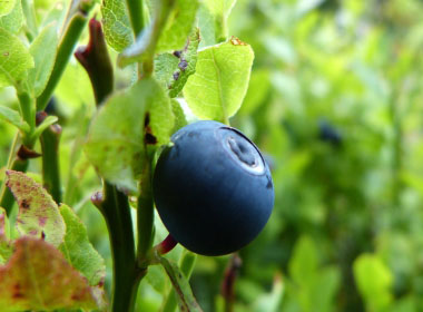 bilberry