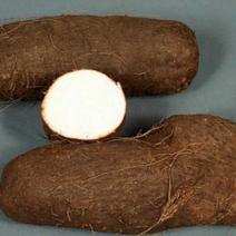 Water Yam (Isu efoko)