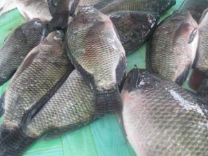 buy tilapia fish