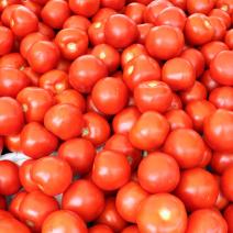 Fresh tomatoes