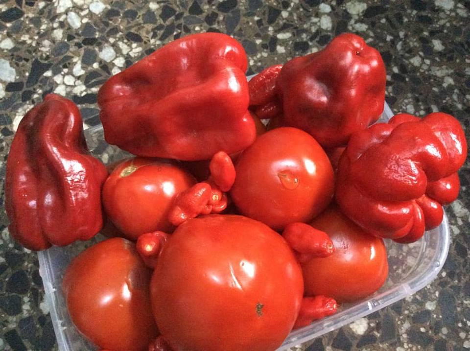 fresh ata rodo (scotch bonnet)