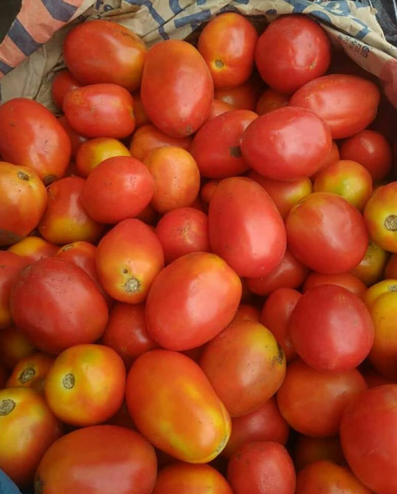 fresh tomato fruit