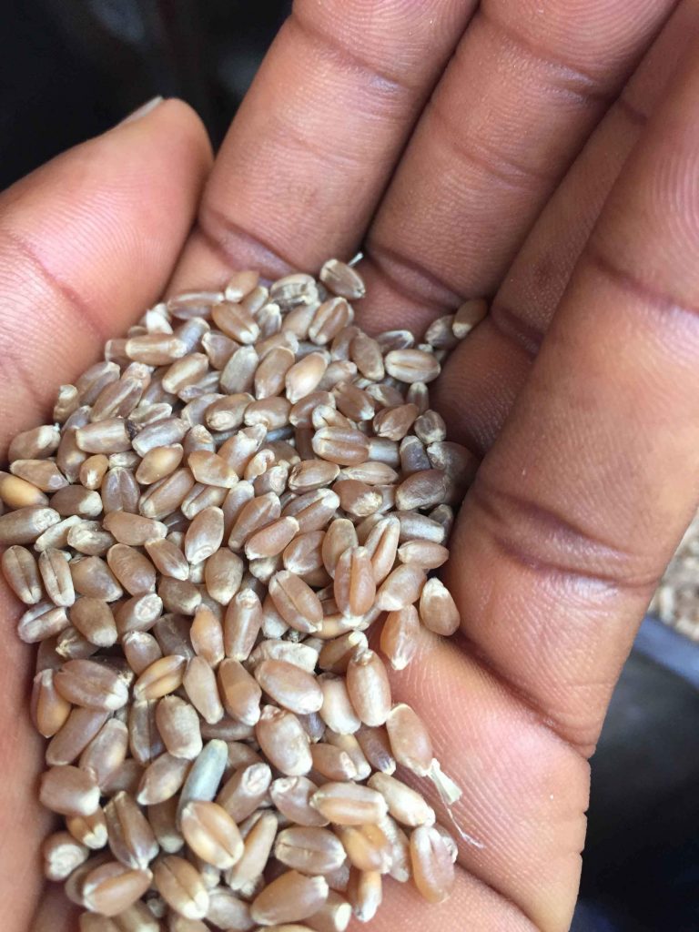 Buy wheat in nigeria